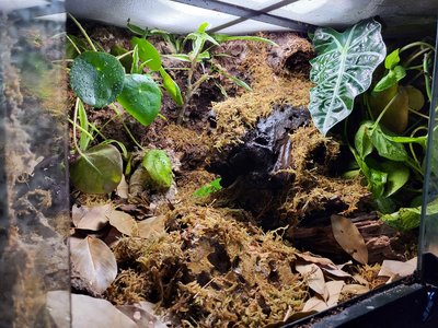 Slängde på en till mangroverot plus mossa