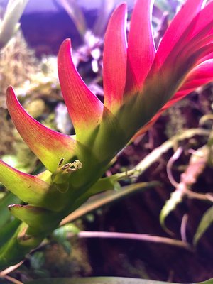 Vriesea erythrodactylon