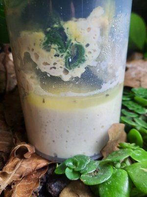 Separerad flugsmet med några döda flugor i