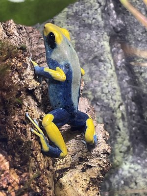 IMG_2250.jpeg (3.97 MiB) Visad 11578 gånger Tumucumaque