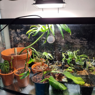 Växter för kommande hylla och fönster