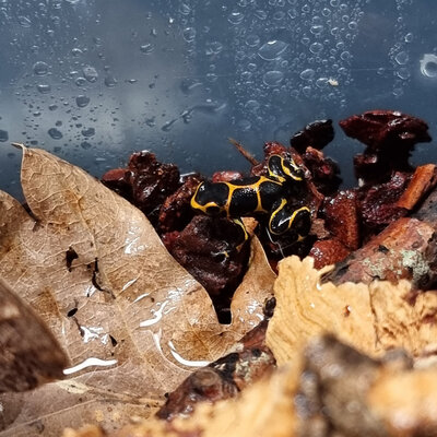 Ranitomeya imitator Huallaga Banded