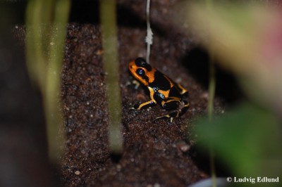 intermedius2.jpg