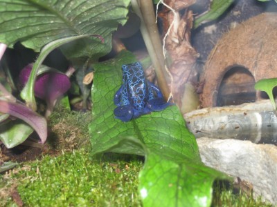 Dendrobates azureus