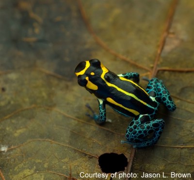 Copyright Jason Lee Brown - Ranitomeya defleri