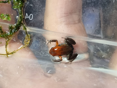 20260403_111752.jpg (1.72 MiB) Visad 223 gånger Andinobates daleswansoni