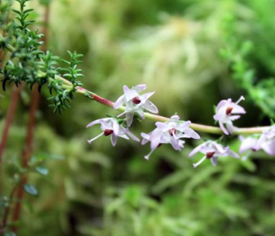 vad är detta kom med mossan?