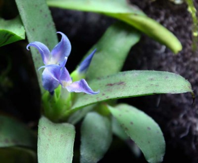 ska vara en lilliputtiana kan vara fel stavat.