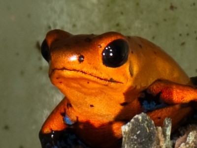 "Ge järnet, grabbar!"